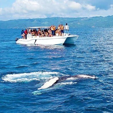Samana Whale Watching